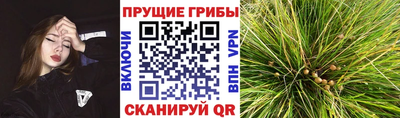 Галлюциногенные грибы мицелий  Большой Камень 